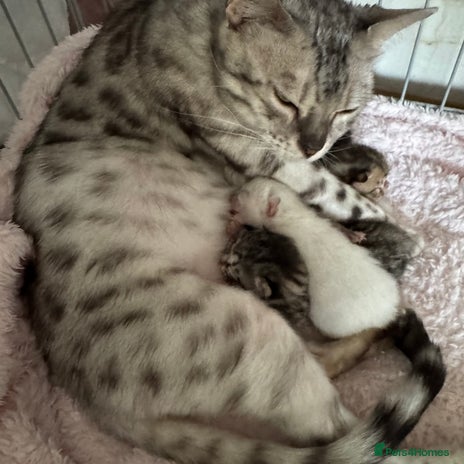 Bengal cats - Advert 7