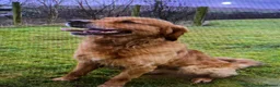 Golden Retriever dogs for sale: GOLDEN RETRIEVER PUPPY GIRL - Advert 5