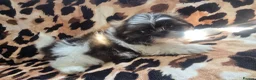 Shih Tzu dogs for sale: 4 shit tzu puppy's  - Advert 9