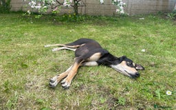 Mixed Breed dogs for sale: Stunning saluki greyhound puppies!  - Image 14