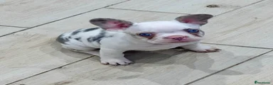 Lilac koi female carrying fluffy 