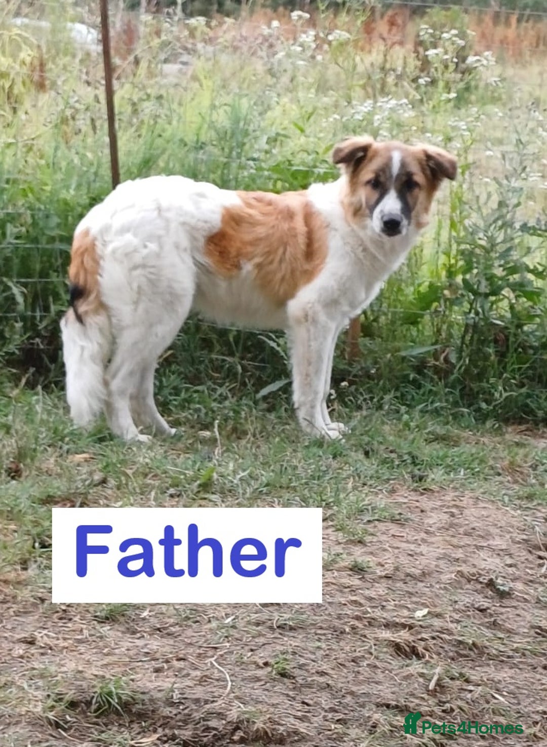 Mixed Breed dogs for adoption: 🐾 TEDDY - Big, Gentle & Full of Quiet Love 🤍🐶 - Advert 15