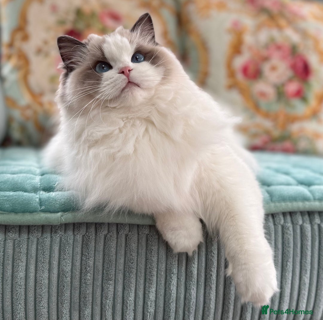 Ragdoll cats for sale: Stunning pet girl  - Advert 1