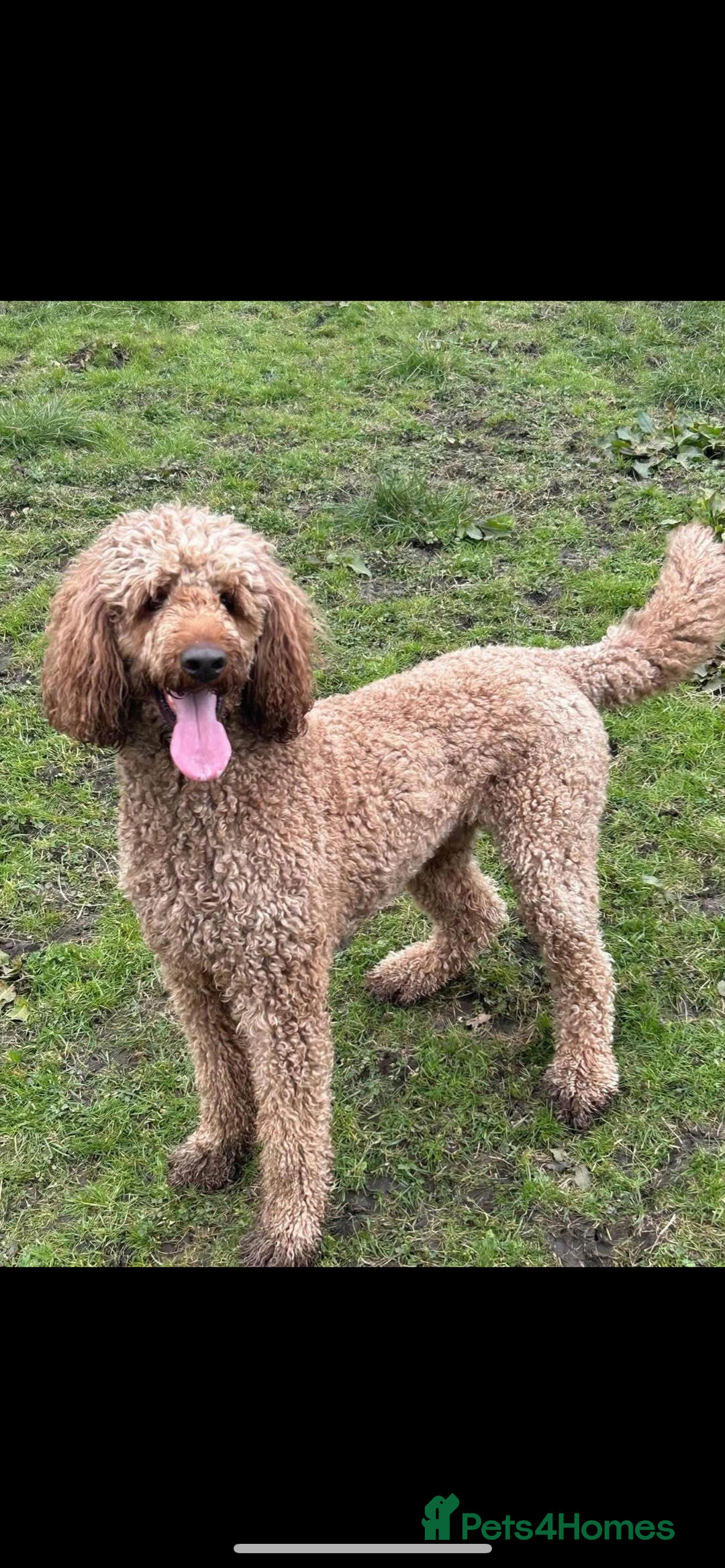 Goldendoodle dogs for sale: F1 golden doodle - Advert 2
