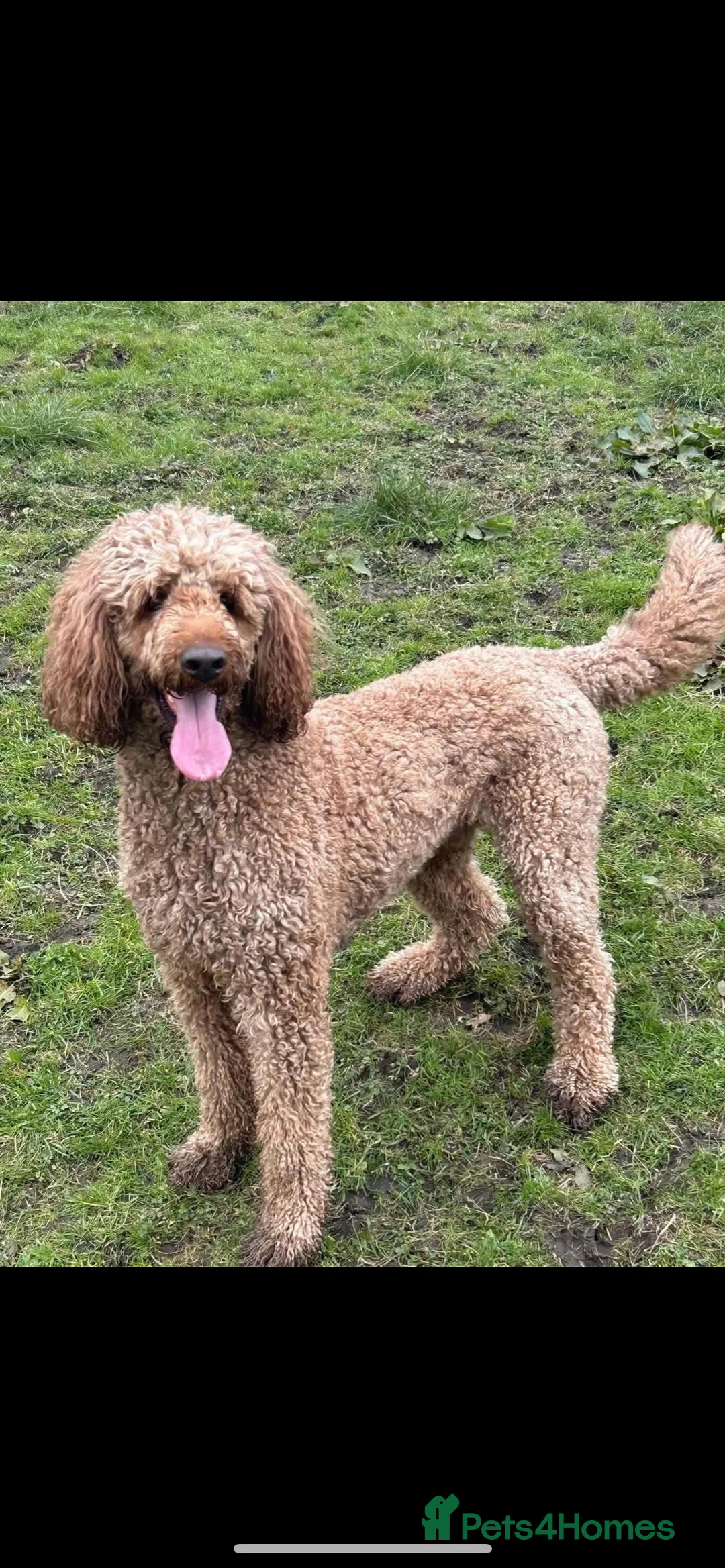 Goldendoodle dogs for sale: F1 golden doodle 5 left viewings now available. - Advert 11