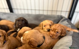 Cocker Spaniel dogs for sale: Kc reg cocker spaniels with 5 weeks insurance  - Advert 12