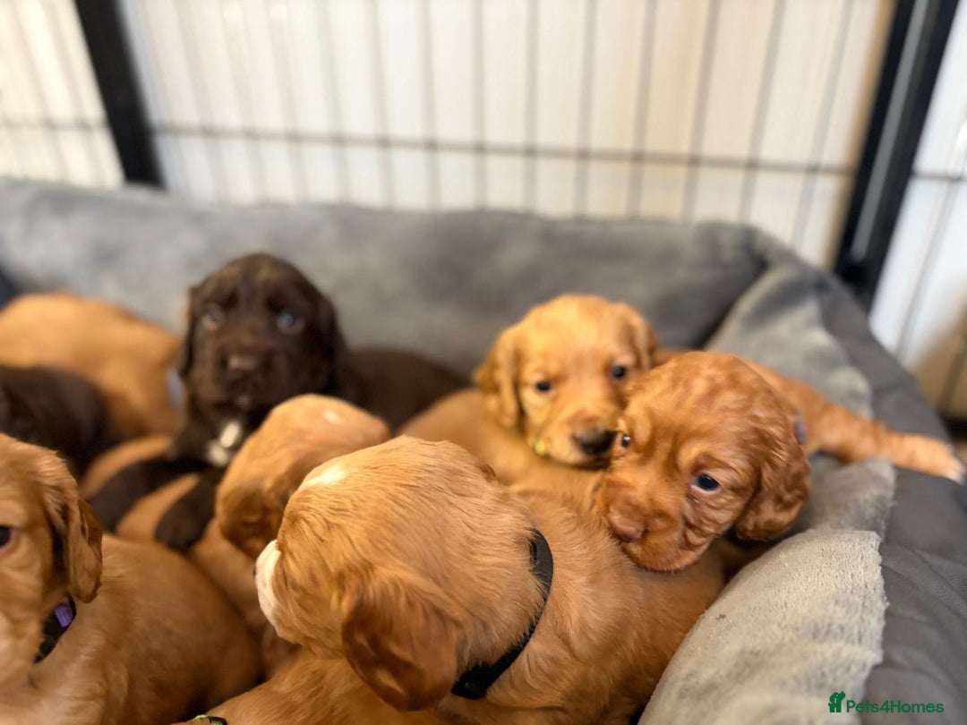Cocker Spaniel dogs for sale: Kc reg cocker spaniels with 5 weeks insurance  - Advert 12