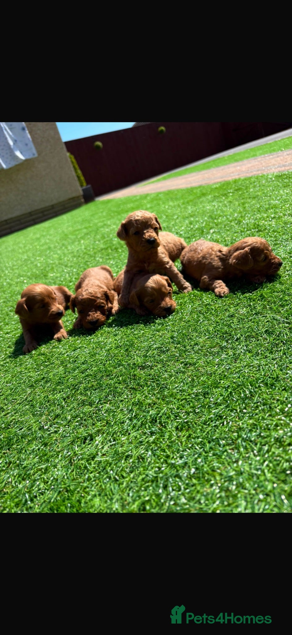 Cockapoo dogs Cockapoo puppies 💙💖💖💖💖 - Advert 6