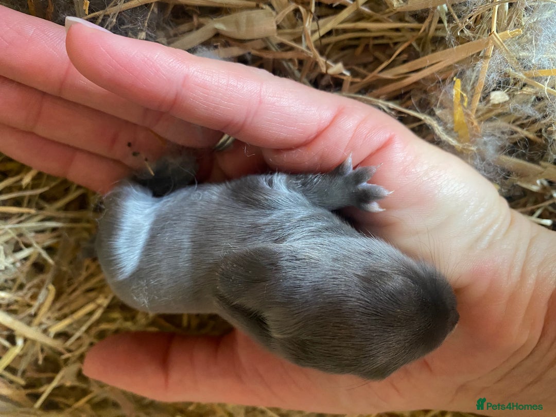 Mini Lion Lop rabbits for sale: 4 Baby Mini-Lops for sale - Image 10