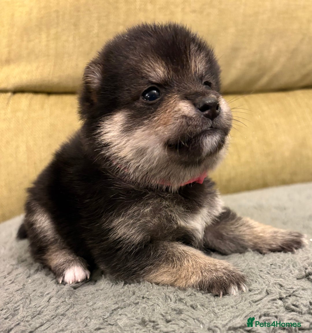 Mixed Breed dogs for sale: Pomskiba Inu Puppies. Shiba Inu x Pomsky - Advert 21