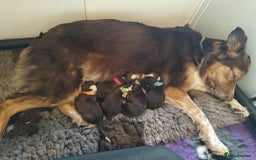 Border Collie dogs for sale: BorderCollie Pups: unique chocolate tri rough coat - Advert 4