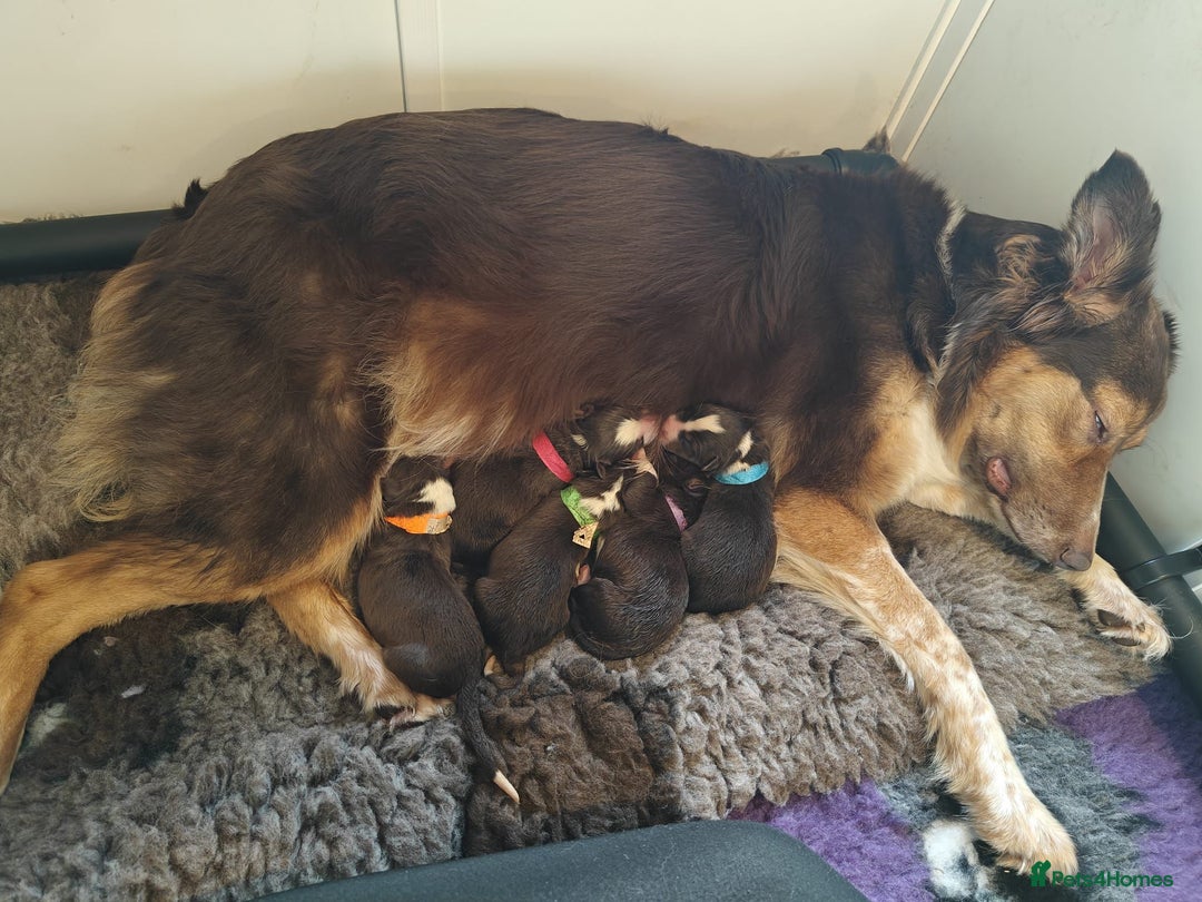 Border Collie dogs for sale: BorderCollie Pups: unique chocolate tri rough coat - Advert 4