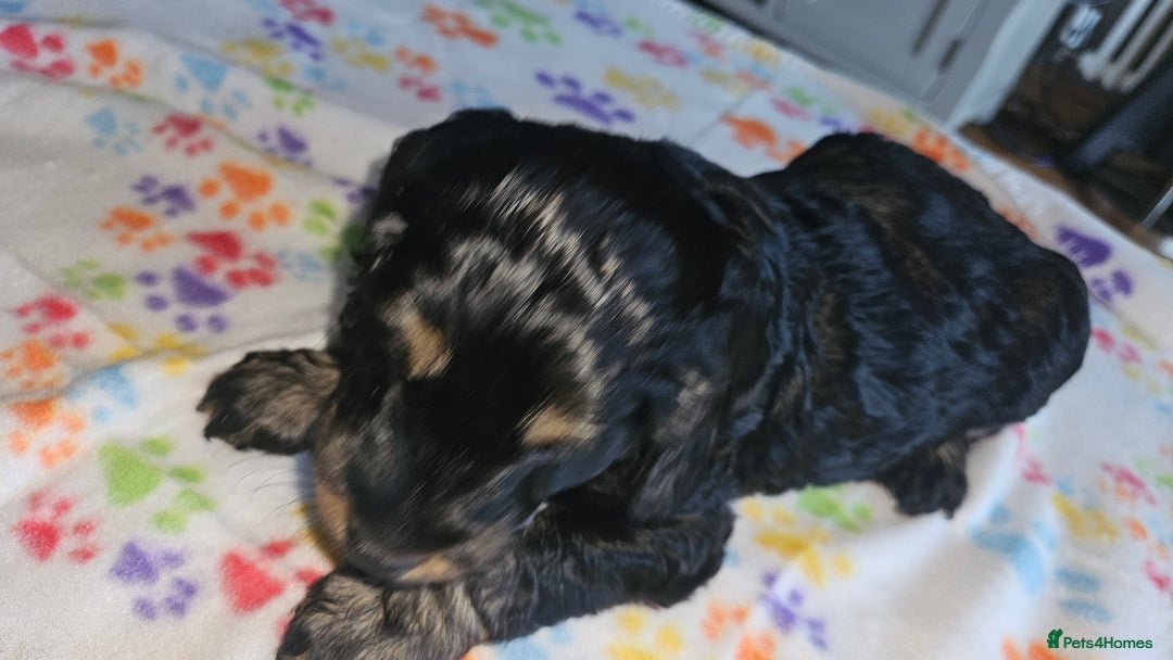 Cockapoo dogs for sale: Cockerpoo  - Image 7