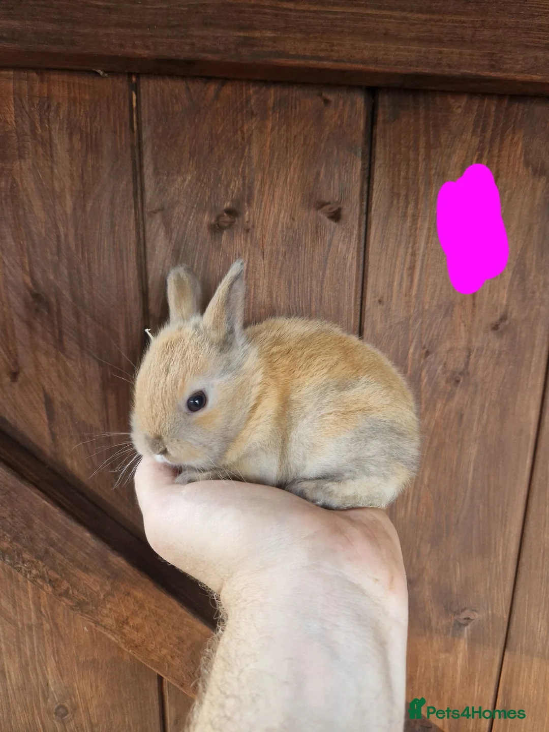 Chinchilla rodents for sale: Very friendly baby rabbits - Advert 1
