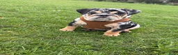 English Bulldog dogs for sale: KC reg black Merle bitch 💖 in Southport - Advert 24