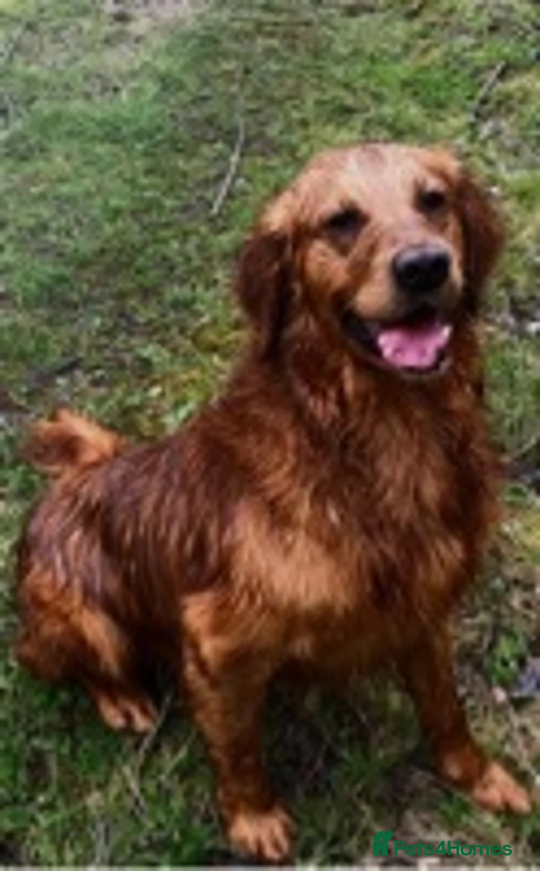 Golden Retriever dogs for stud: Extensively  fully health tested kc reg in Market Drayton - Advert 12