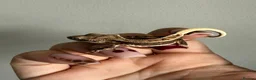Gecko reptiles for sale: Baby crested gecko’s  - Advert 14