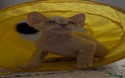 Devon Rex cats for sale: Devon - Image 4