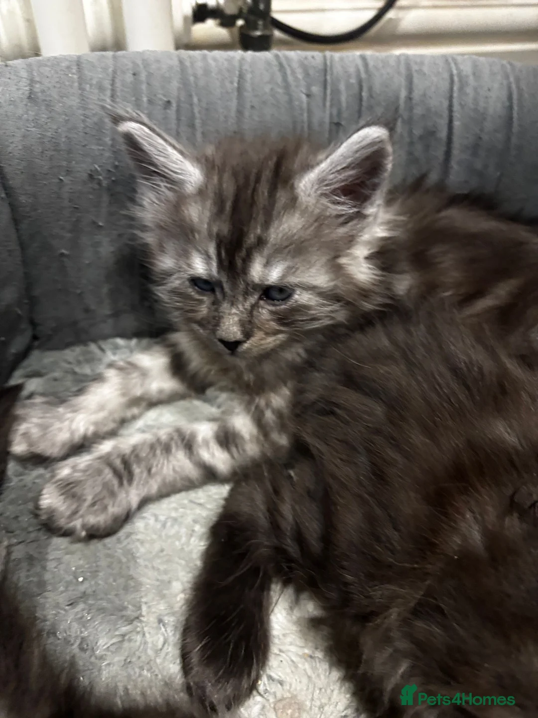 Maine Coon cats for sale: XXL Champion Sired Maine Coon Kittens  - Advert 5