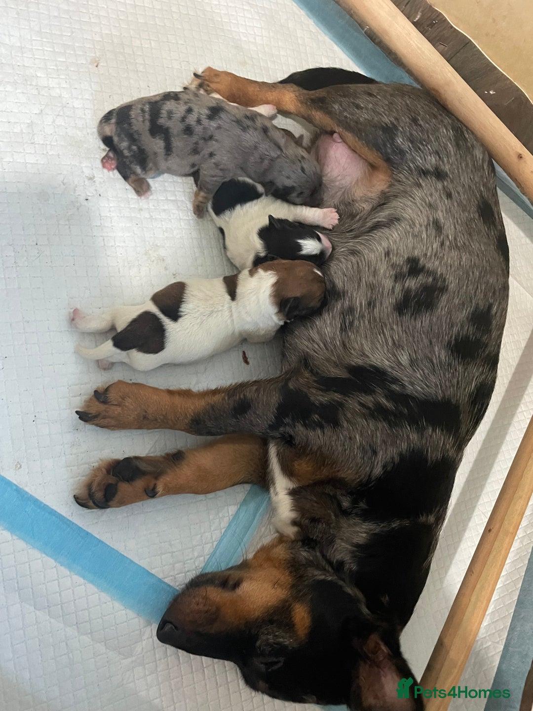 Jack Russell dogs for sale: Beautiful Jack Russell Terrier puppies available  - Advert 2