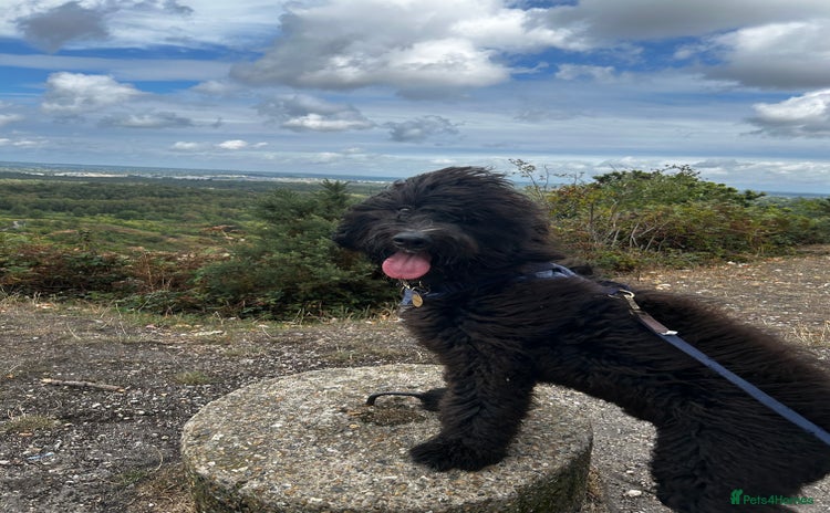 Bernedoodle dogs - Advert 1