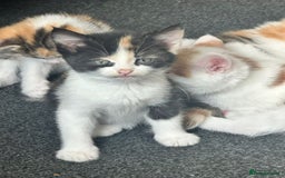 Domestic Shorthair cats for sale: Kitten & cat for sale - Image 2