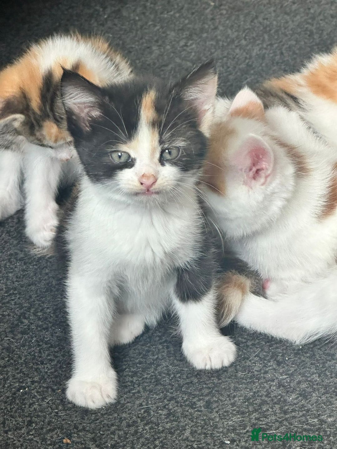 Domestic Shorthair cats for sale: Kitten & cat for sale - Image 2