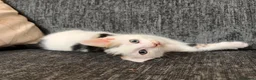 Domestic Shorthair cats for sale: Beautiful kittens ready for their forever homes 🩷 - Advert 10