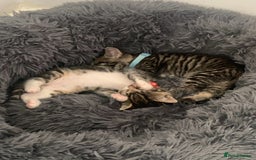 Mixed Breed cats for sale: Kittens - Image 1