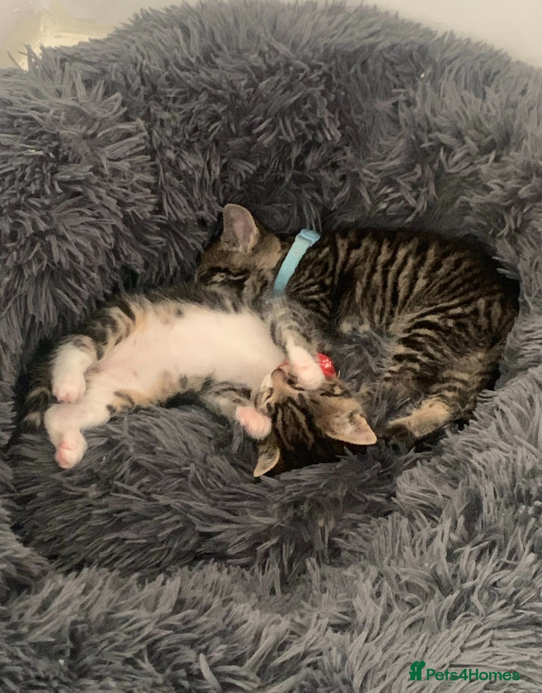 Mixed Breed cats for sale: Kittens - Image 1