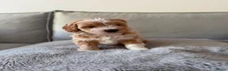 Shihpoo dogs for sale: Two Beautiful Shihpoo Puppies looking for home🏡  - Advert 4