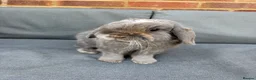 Mini Lop rabbits for sale: Two spayed sister minilops - Star and Lily  in Hook - Advert 5