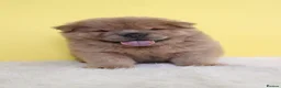 Chow Chow dogs for sale: Stunning chow chow pups  - Advert 7