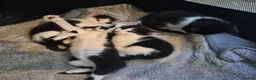 Mixed Breed cats for sale: Gorgeous mixed Breed kittens  - Advert 5