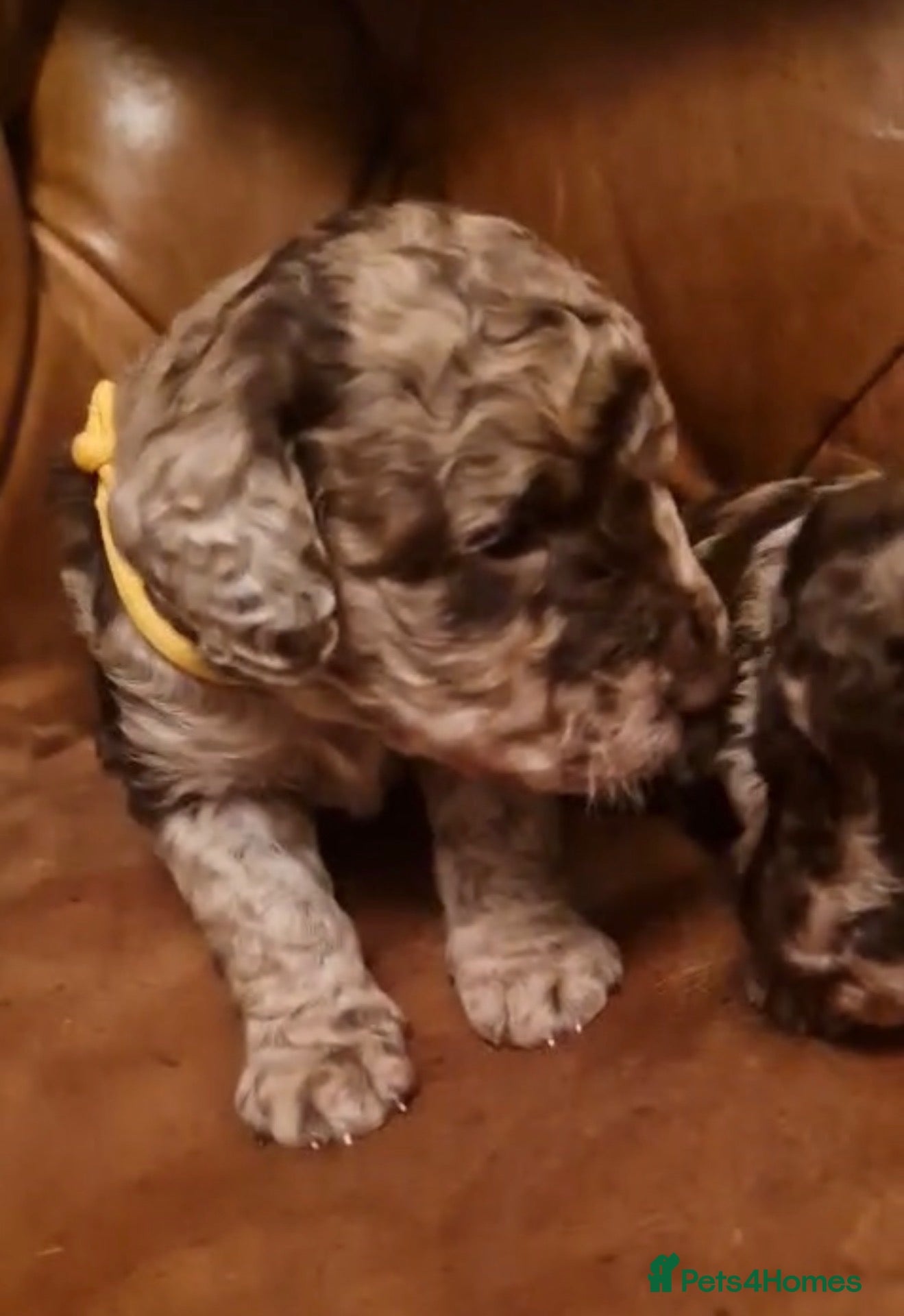 Labradoodle dogs for sale: Stunning Multigen Doodles - Advert 2