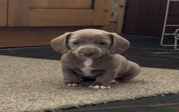 Miniature Dachshund dogs for sale: ✨ THE LAST BEAUTIFULLY BRED KC REG GIRL  - Image 10