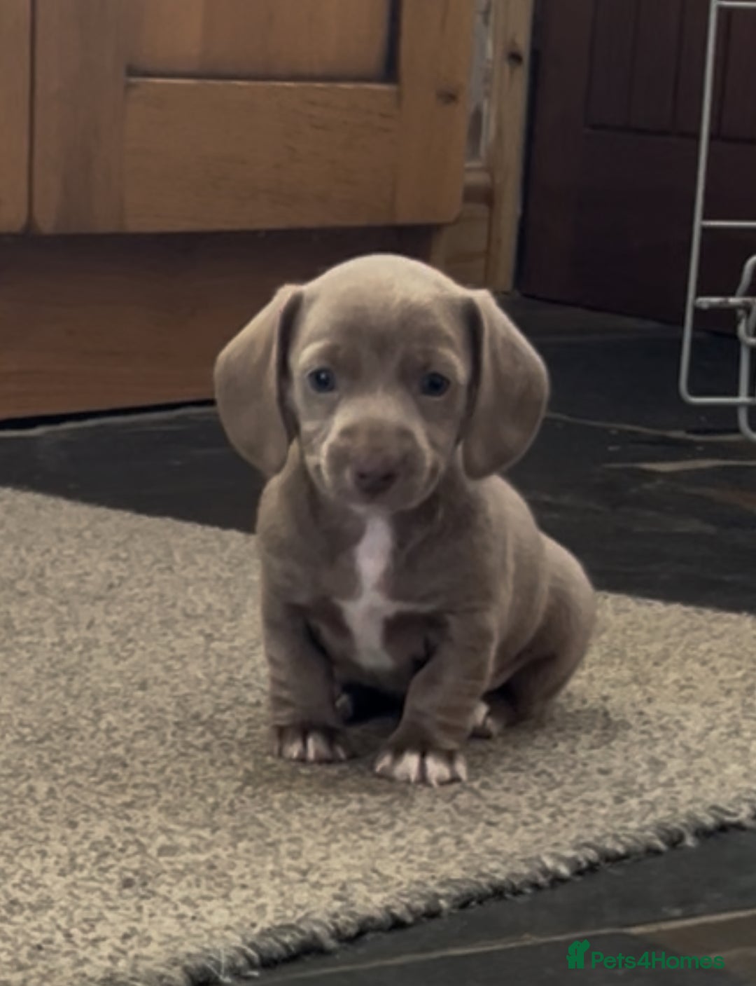 Miniature Dachshund dogs for sale: ✨ THE LAST BEAUTIFULLY BRED KC REG GIRL  - Image 10
