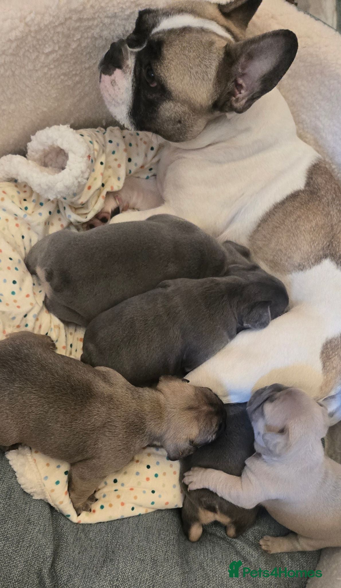 French Bulldog dogs 4 Adorable Male French Bulldog Puppies for Sale 🐾 - Advert 19