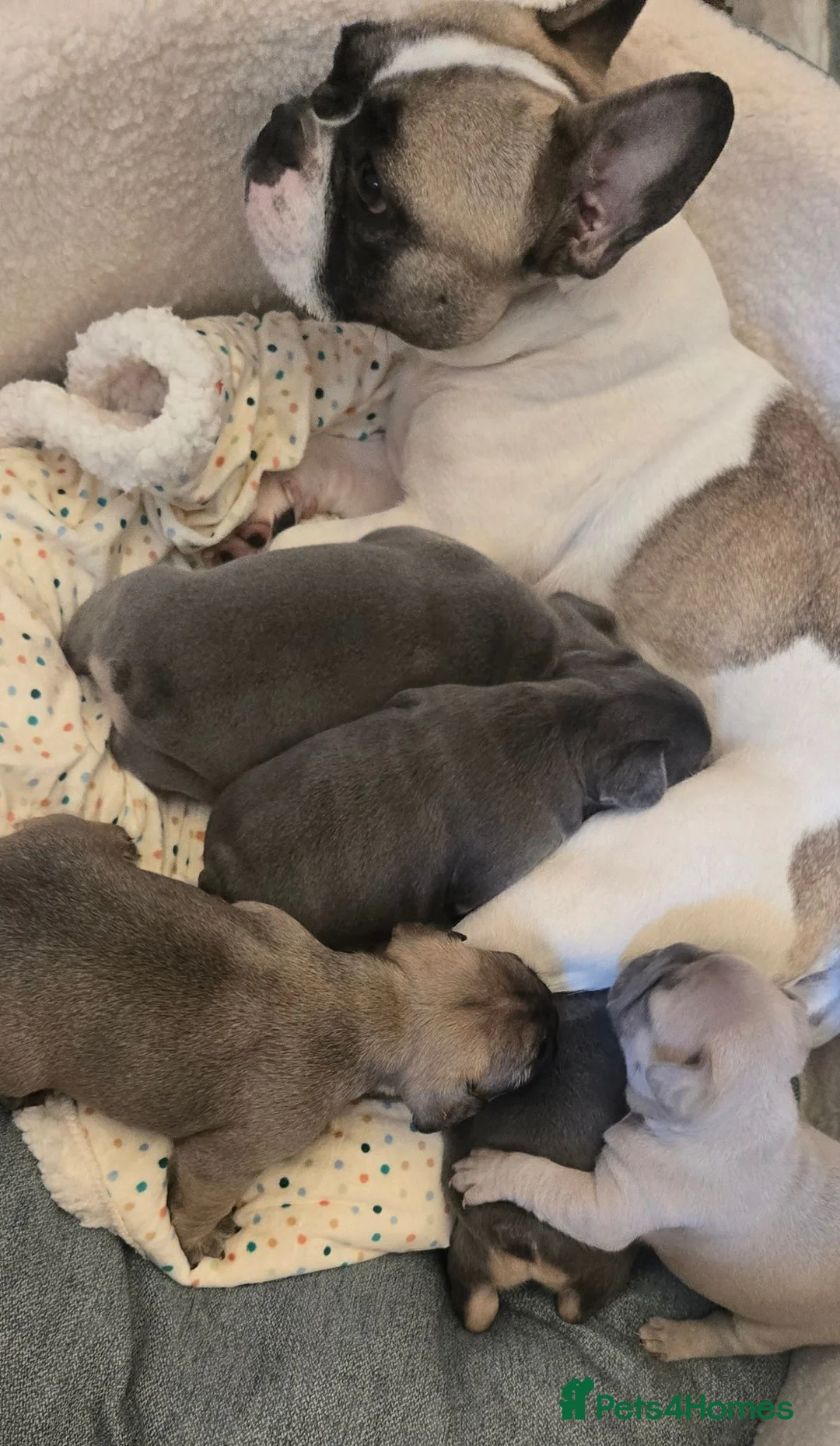 French Bulldog dogs for sale: 4 Adorable Male French Bulldog Puppies for Sale 🐾 in Durham - Advert 2