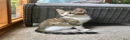 Mixed Breed cats for sale: Last one - £75 READY NOW - Pedigree Cross Kittens - Advert 3