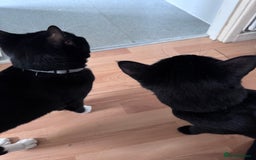 Mixed Breed cats for sale: Maverick and goose  - Image 2