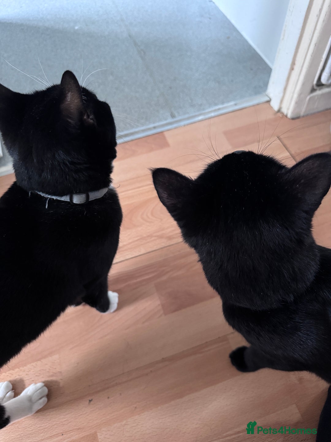 Mixed Breed cats for sale: Maverick and goose  - Image 2
