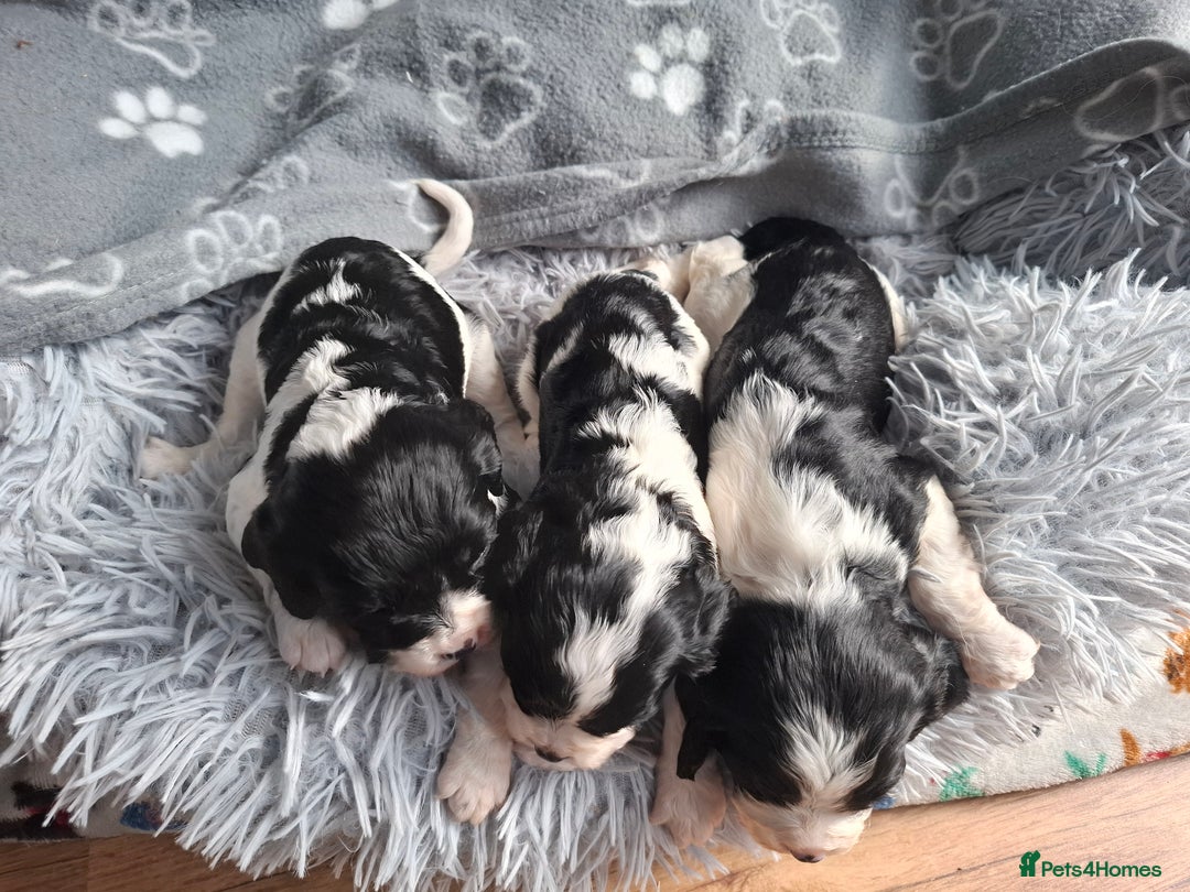 Mixed Breed dogs for sale: Spingalier pups - Image 3