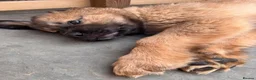 Tibetan Mastiff dogs for sale: Stunning Tibetan Saint Puppies - Ready to go! - Advert 13