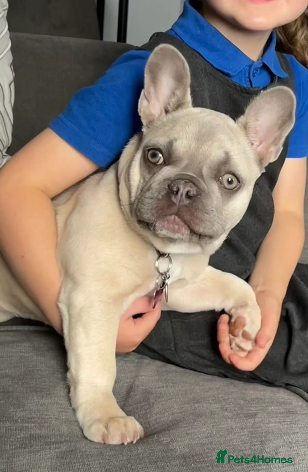 French Bulldog dogs for sale: Female frenchie rehome - Advert 2