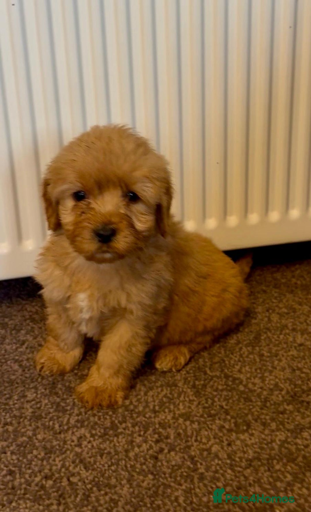 Cockapoo dogs for sale: cockerpoo puppies 3boys 3girls  - Advert 12