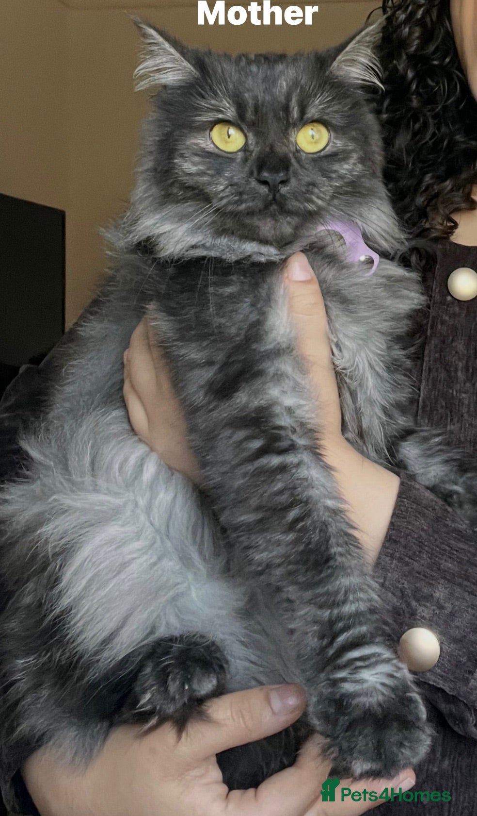 Siberian cats Adorable Kittens Looking for Their Forever Homes! - Advert 2