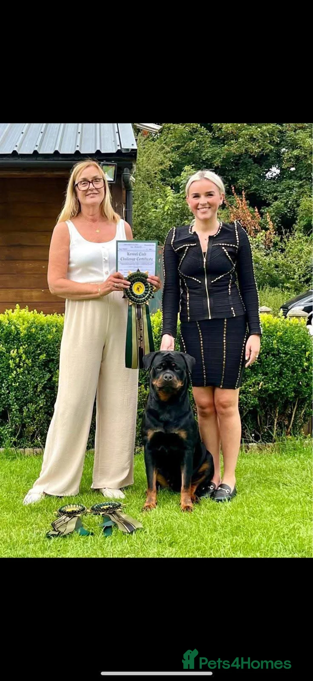 Rottweiler dogs for sale: Excellent Pedigree Dog Puppy - Advert 34