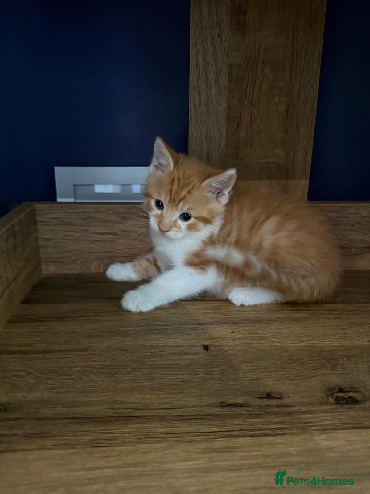 Mixed Breed cats Only 2 kittens available now £95 - Advert 1