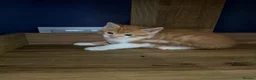 Mixed Breed cats for sale: 5 Beautiful kittens for sale £100 - Advert 6